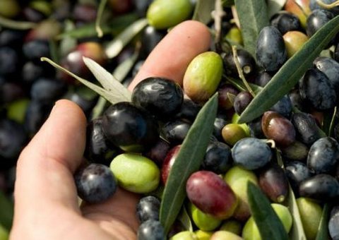 aceitunas tacna